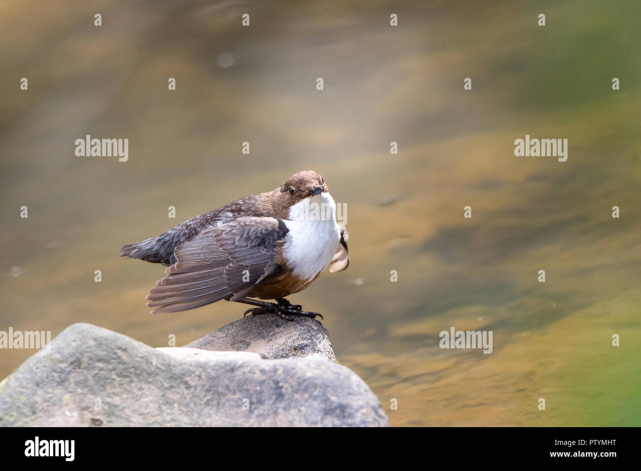 Close up of perky wild UK dipper bird (Cinclus cinclus) on rocks at water's edge in sunshine, flapping wings. Motion blur in flowing stream. Stock Photo