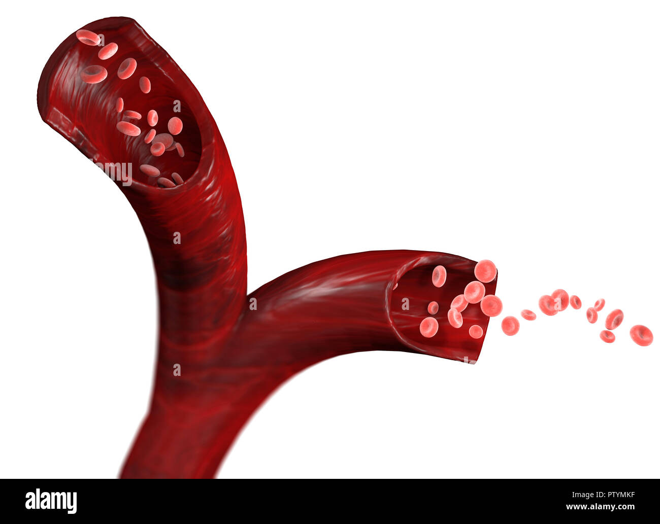 Red blood cells and blood flow through a vein, small spherical cells that contain hemoglobin, a protein that gives a red color to the blood Stock Photo