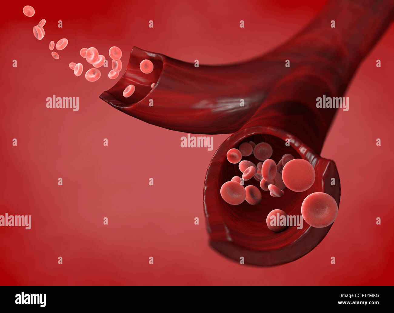 Red blood cells and blood flow through a vein, small spherical cells that contain hemoglobin, a protein that gives a red color to the blood Stock Photo