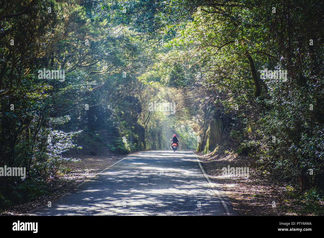 scooter on road  in forest landscape,  street in forest   , vintage style - Stock Photo