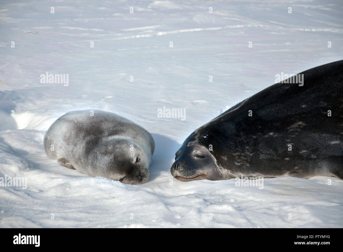 Seal - ringed seal (Pusa hispida), A young mother with a born cub lies on the snow. Antarctic. Stock Photo