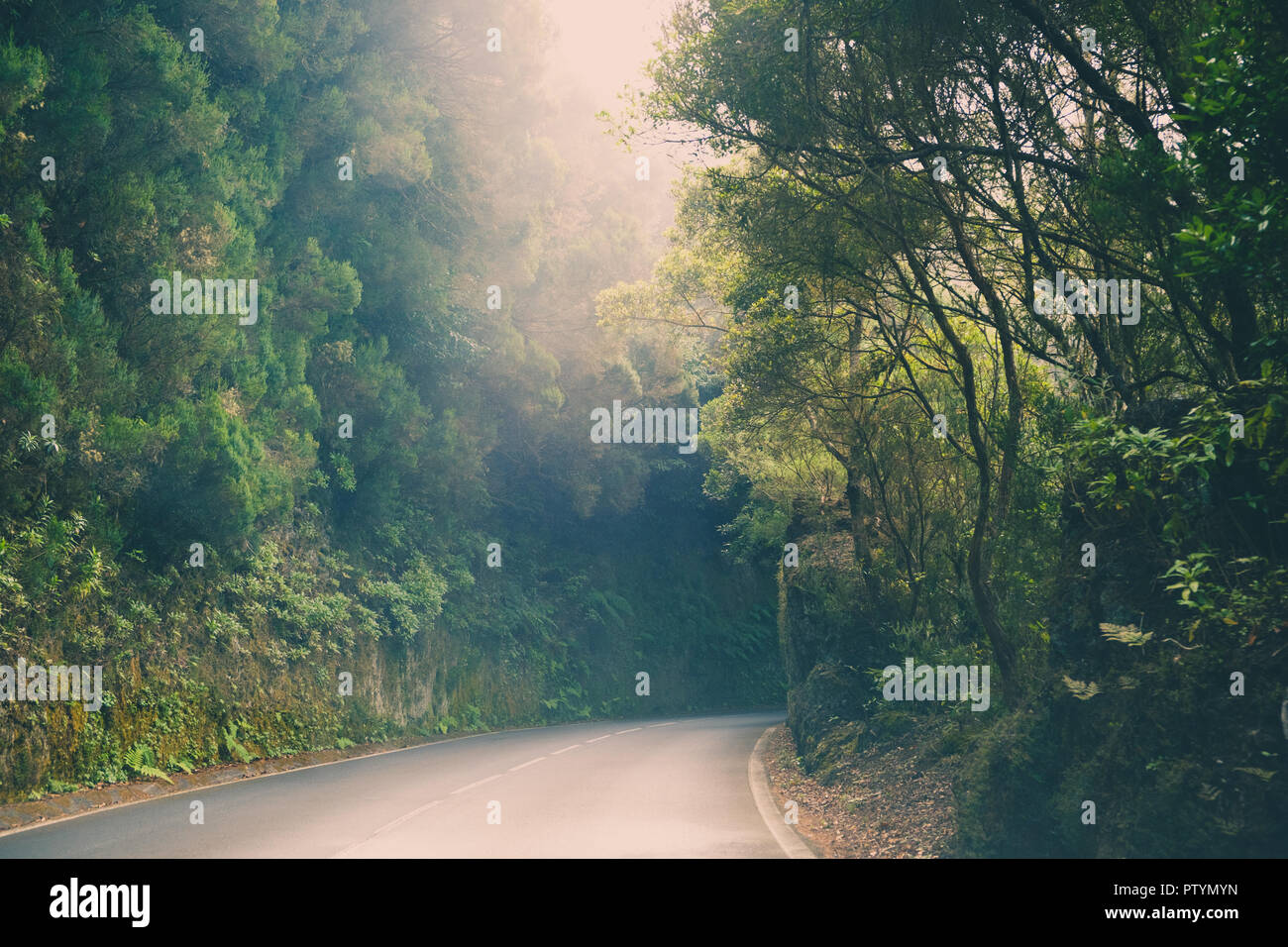 road through forest, street in forest landscape , vintage style Stock Photo