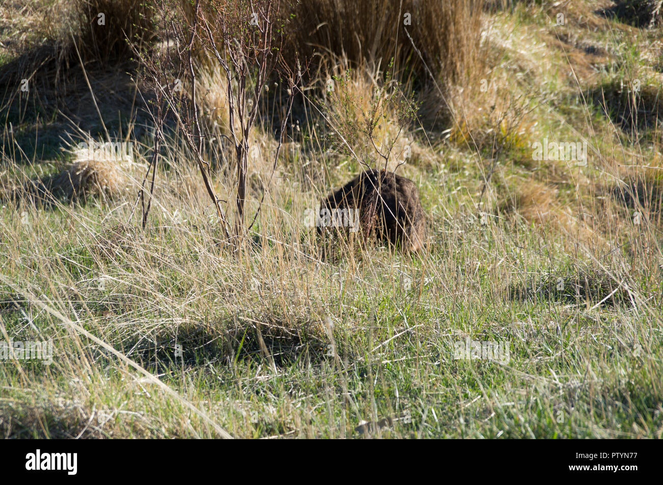 Wombat hiding in grass out of focus Stock Photo - Alamy