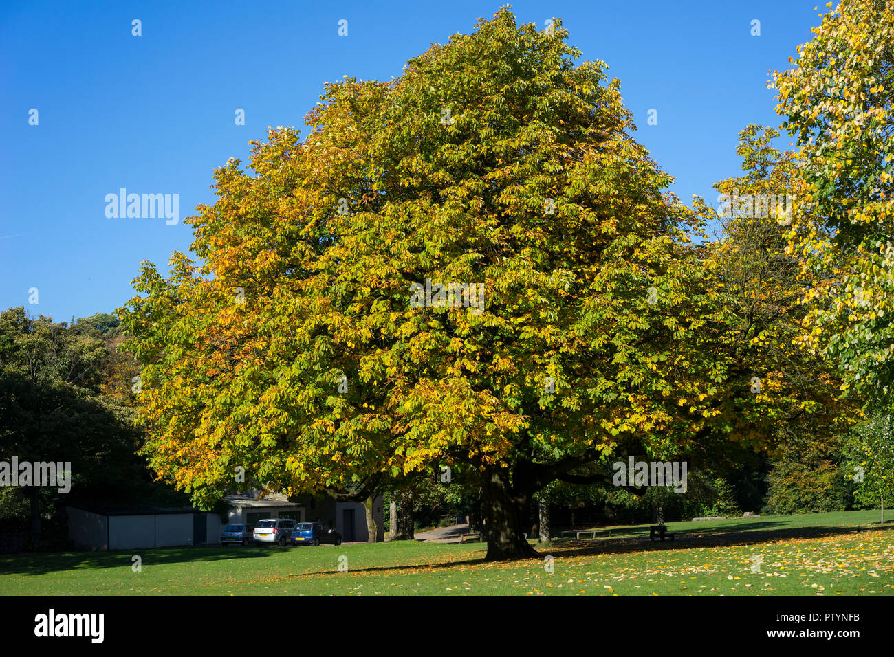 European Horse Chestnut Tree (Aesculus hippocastanum), UK. Stock Photo