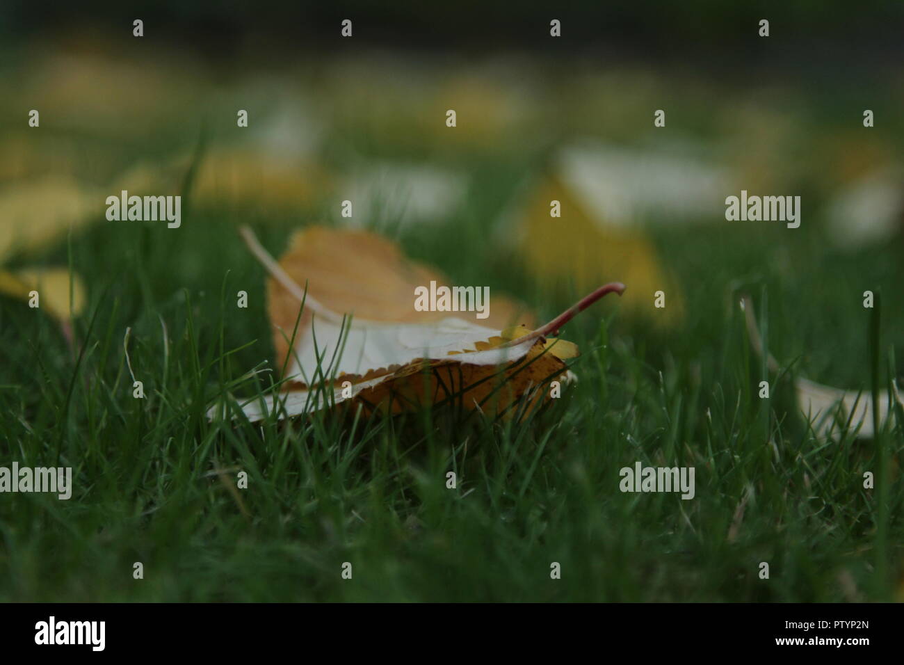 Autumn Leaves On Ground Focus Stock Photo