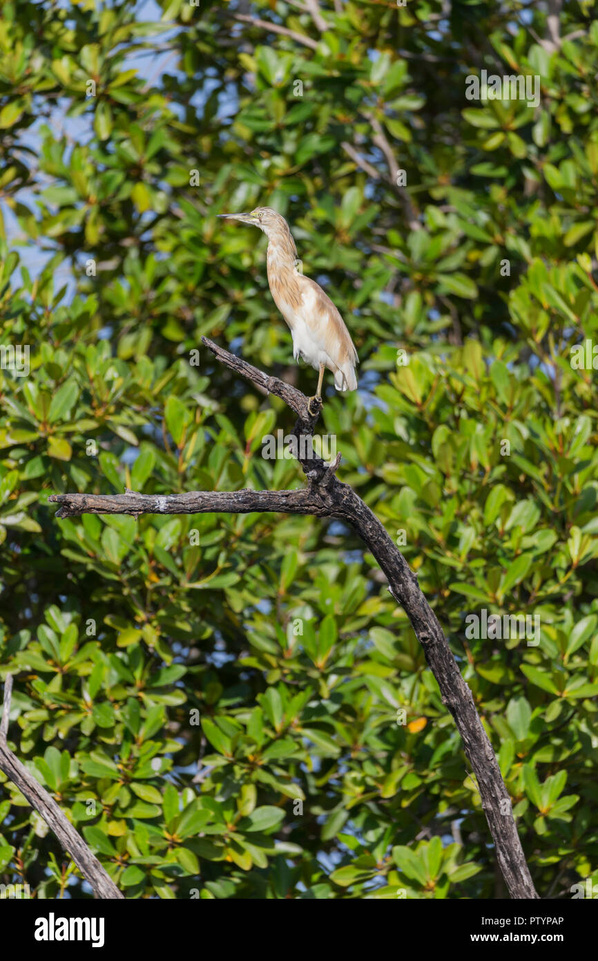 Squacco heron Andeola ralloides, adult, perched in mangrove, Tendaba, The Gambia, November Stock Photo