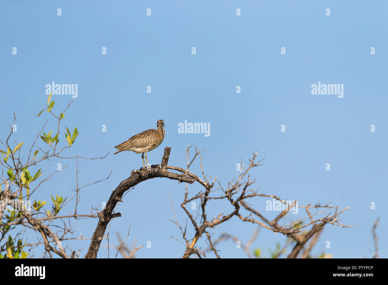Whimbrel Numenius phaeopus, perched top of vegetation, Tendaba, The Gambia, November Stock Photo