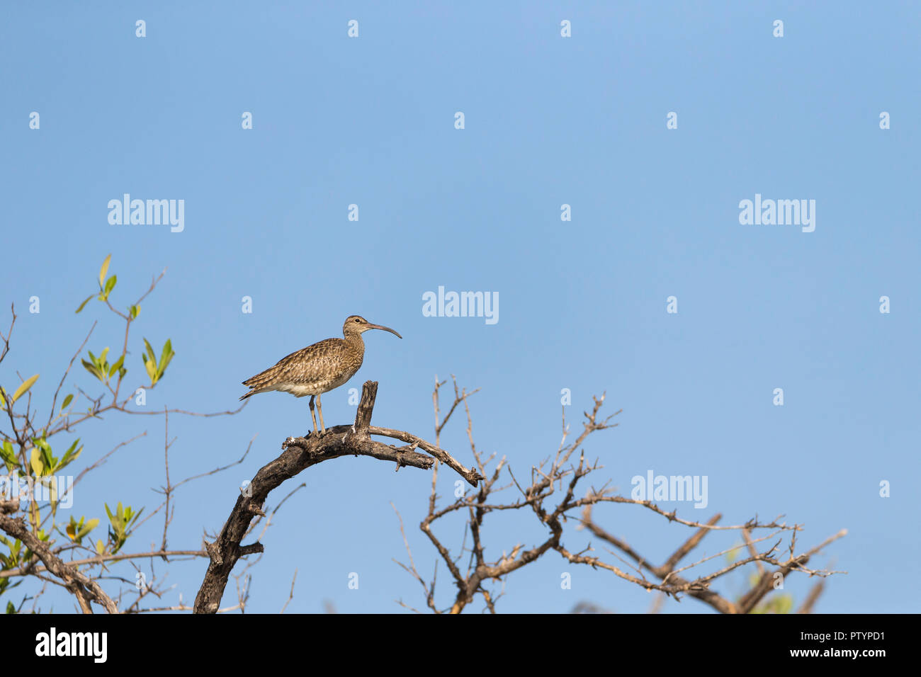 Whimbrel Numenius phaeopus, perched top of vegetation, Tendaba, The Gambia, November Stock Photo