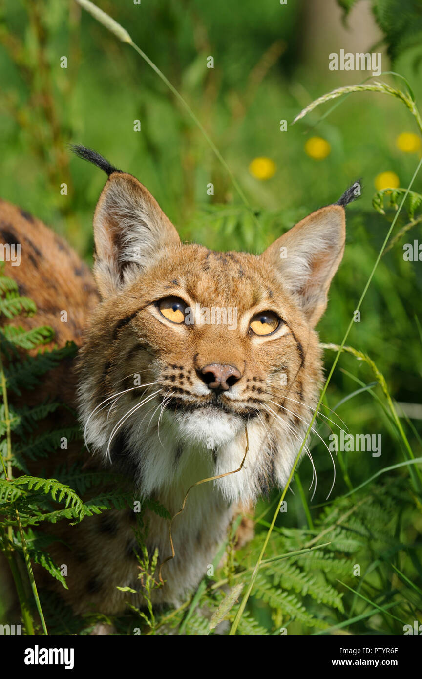 Carpathian Lynx (Lynx lynx carpathicus) captive, Port Lympne Wild Animal Park, UK Stock Photo