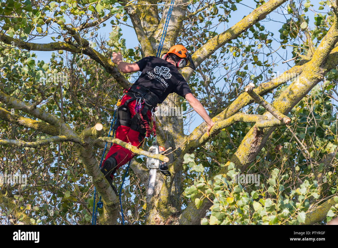 Tree feller up a tree in Autumn secured by rope using a saw to trim a tree, in the UK. Tree surgery. Tree felling. Tree surgeon. Tree pruning. Stock Photo