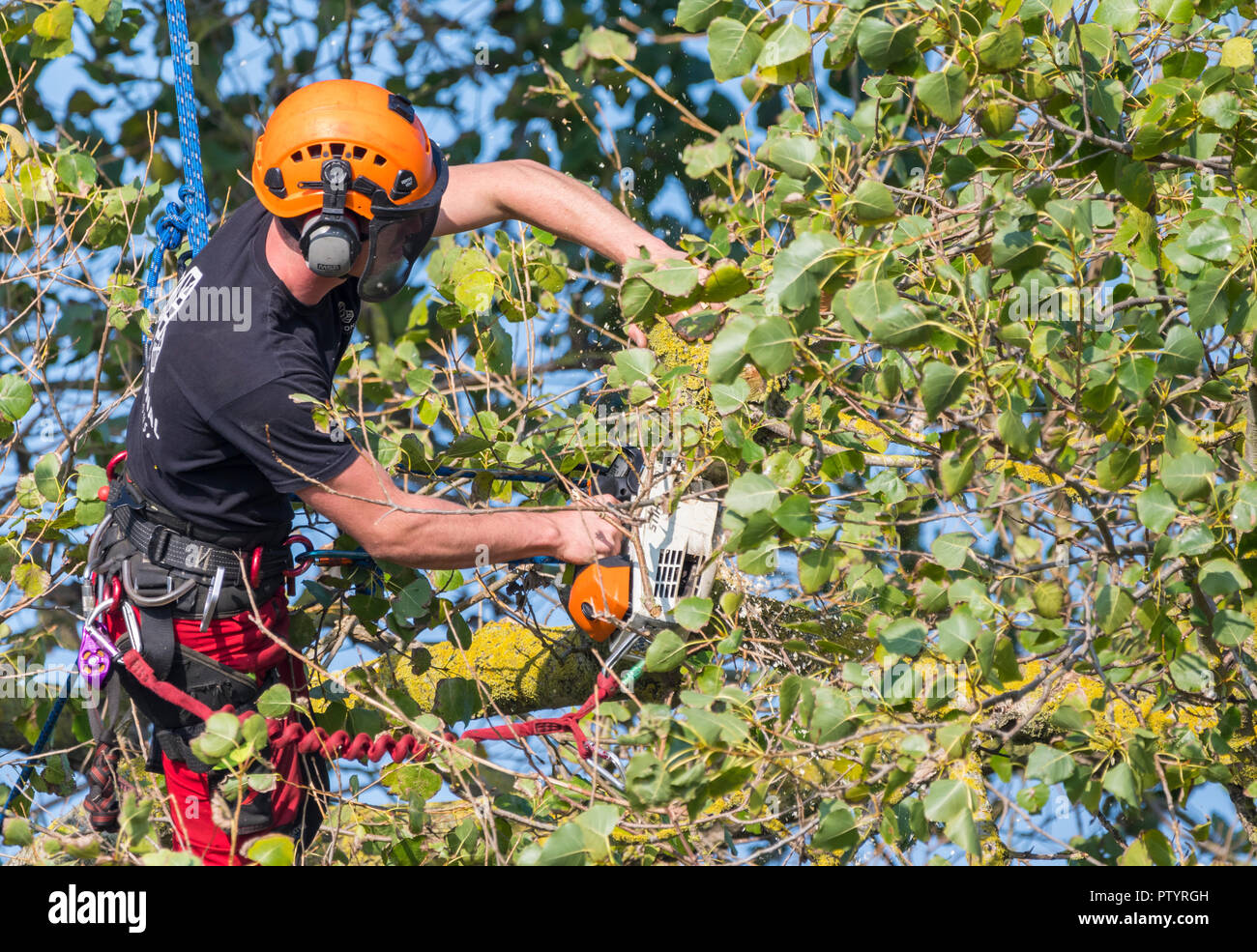 Tree surgeon in a tree in Autumn, secured by a rope, using a saw to trim a tree, in the UK. Tree surgery. Tree felling. Tree feller. Pruning trees. Stock Photo