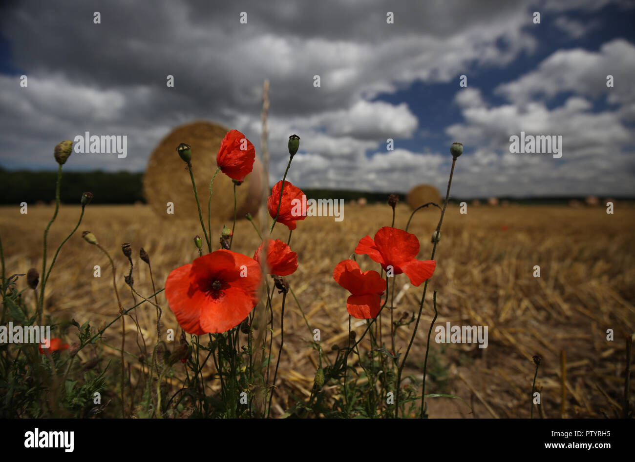 Green fields of france poppies hi-res stock photography and images - Alamy