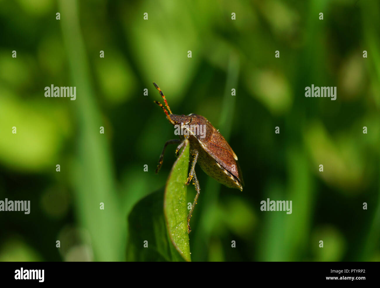 Shield Bug perching on a Leaf, photographed against a blurry green background. Stock Photo