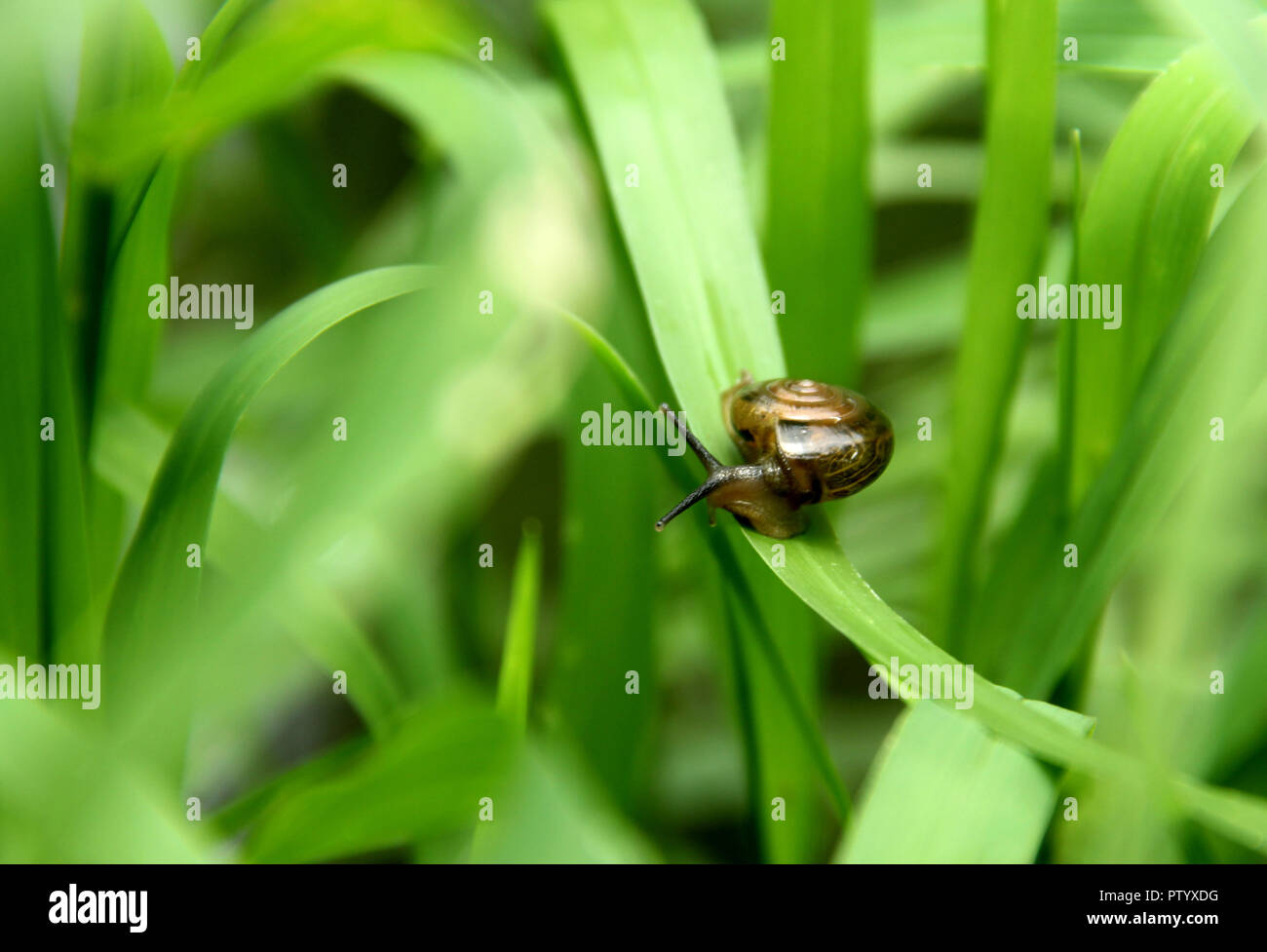 Here a snail is walking Stock Photo
