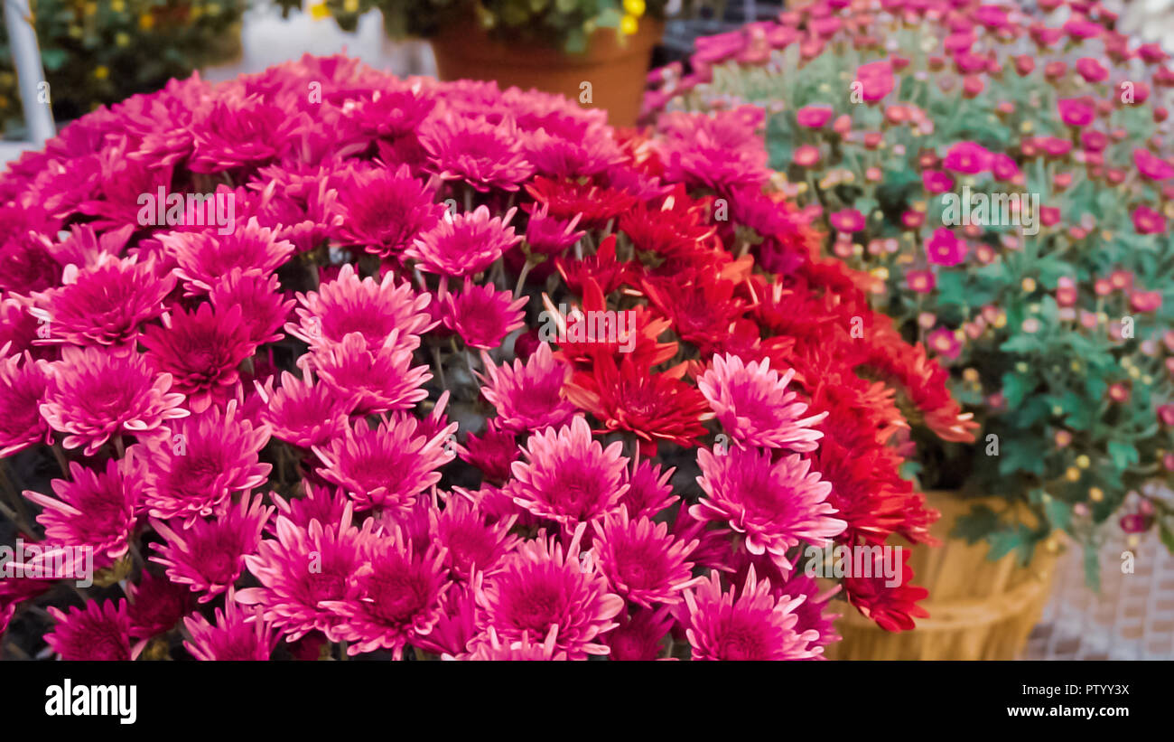 Multicolor mums hires stock photography and images Alamy