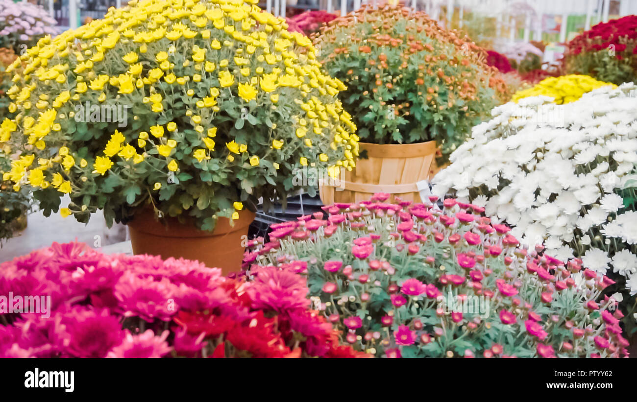 Variety of mums flowers in garden center Stock Photo Alamy