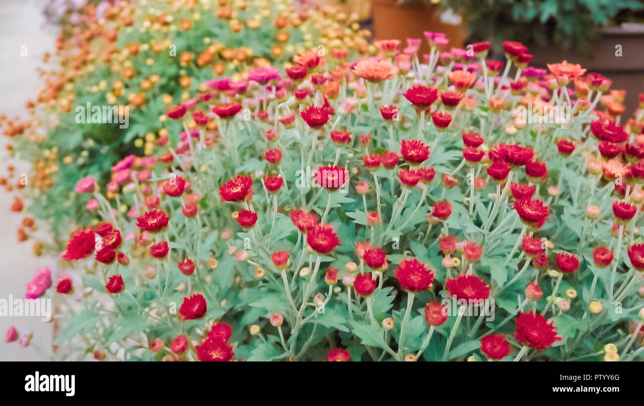 Multicolor mums hires stock photography and images Alamy