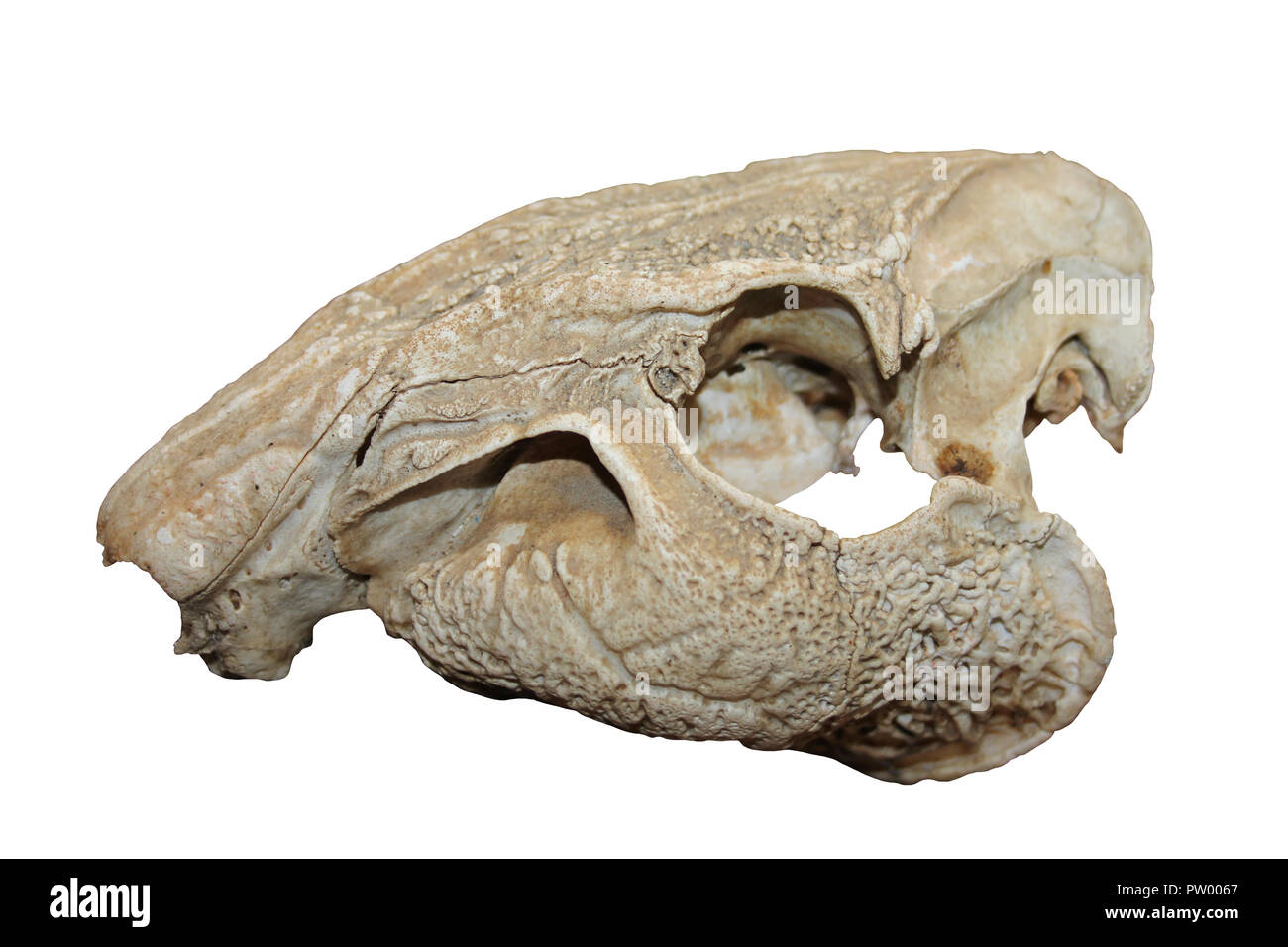 Lowland Paca Cuniculus paca Skull Stock Photo