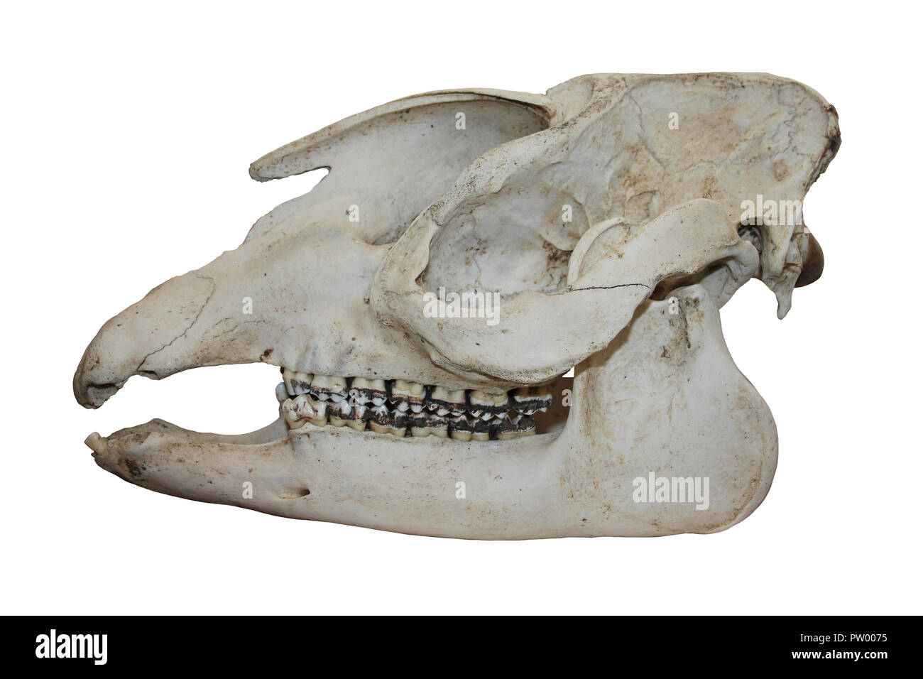 Baird's Tapir Tapirus bairdii Skull Stock Photo