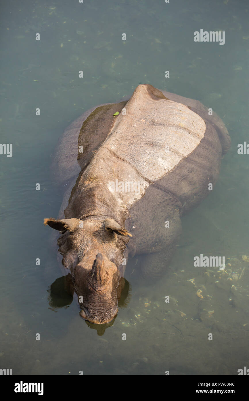 Wild rhino bathing in the river in Jaldapara National Park, Assam state, North East India Stock Photo