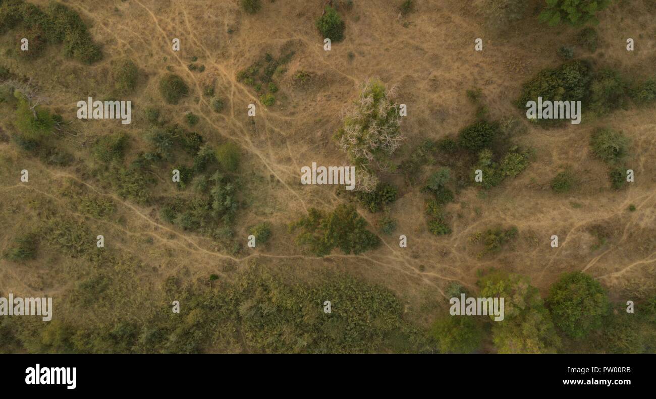 Animal trails among the trees in Mozambique. Animal trails, indicating there is water nearby. The animals are heading towards the Limpopo River. Stock Photo