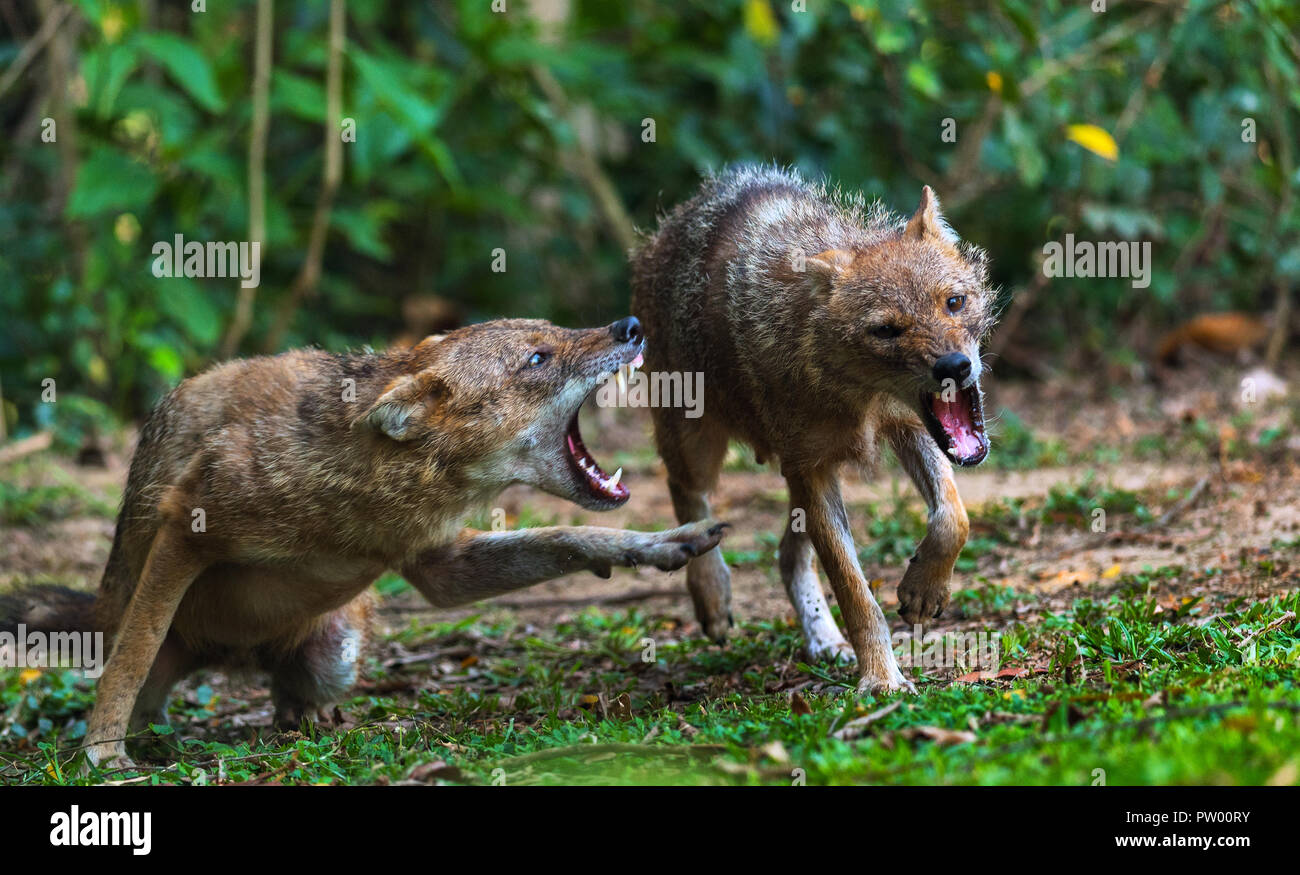 A male Jackal showing aggression on a female Stock Photo