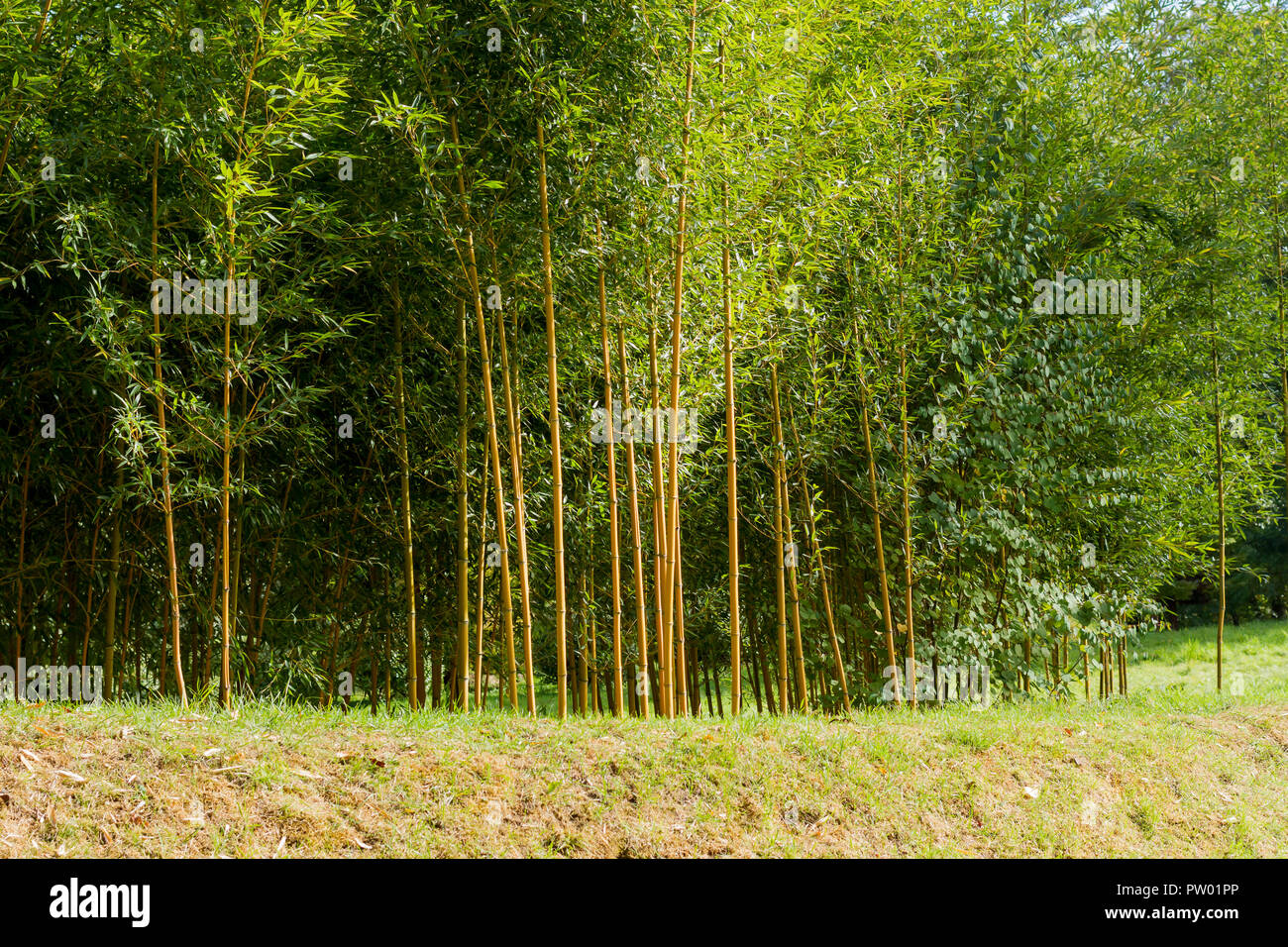 Evergreen Bamboo Bamboos Stock Photos & Evergreen Bamboo Bamboos Stock