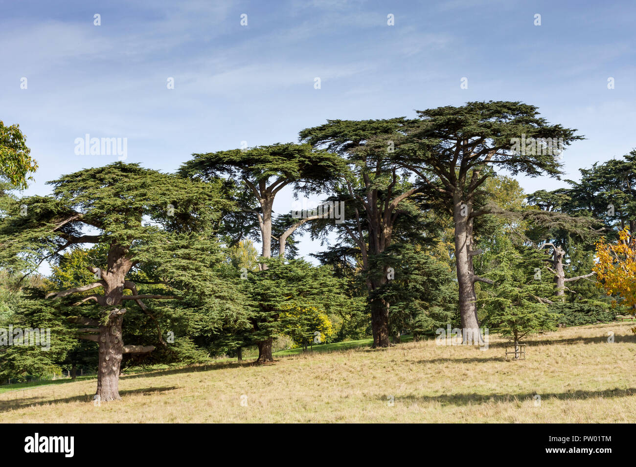 Cedar trees landscape, Cedar of Lebanon, Cedrus libani, October 2018, Dorset, UK Stock Photo