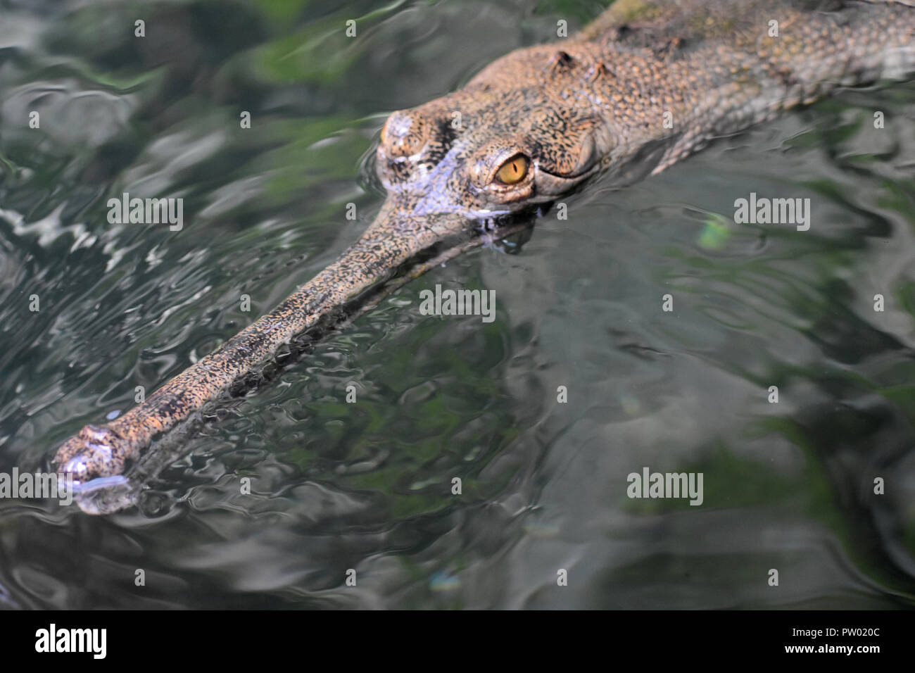 Gavial crocodile peering out of the water's surface. Stock Photo