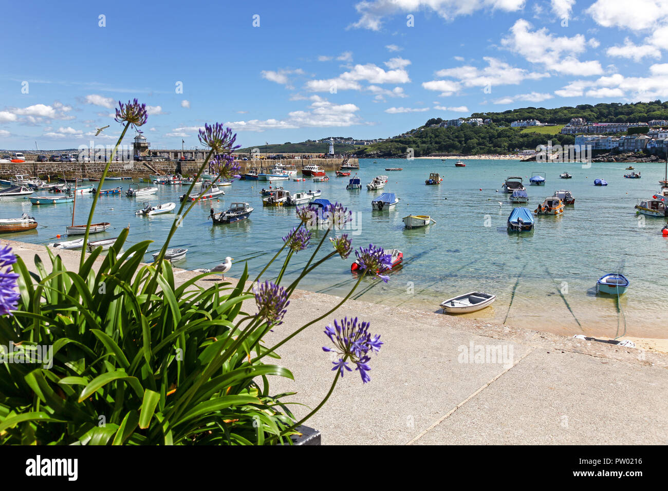 Agapanthus flowers on St. Ives Harbour, St. Ives, Cornwall, England, UK Stock Photo