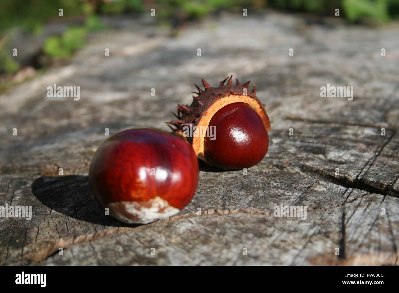 Horse chestnuts, found while walking through miskin forestry on autumn day Stock Photo