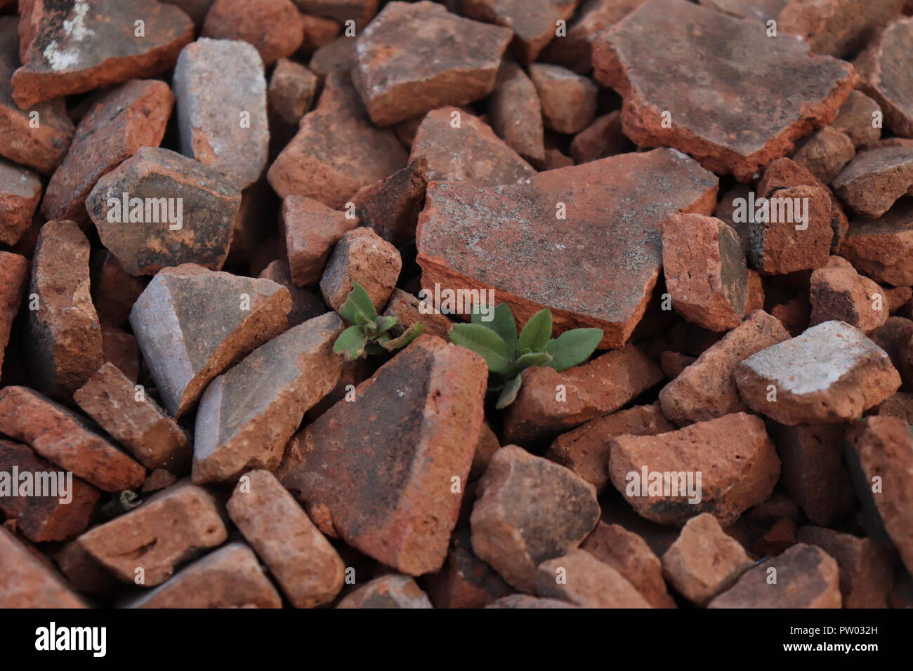 broken ground tiles. weeds, chunks rubble Stock Photo