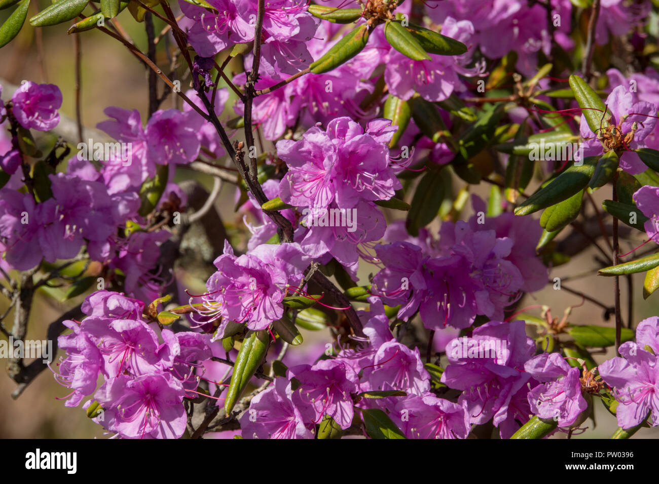Lilac flowering rhododendron bush Stock Photo