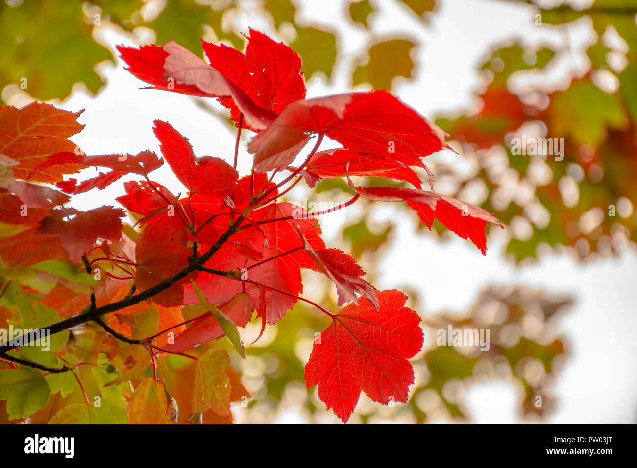 Maple tree branch with red leaves in autumn coloured woodland.Nature photograph Uk.Autumn theme.Backlit bokeh and blurred tree branches in background. Stock Photo