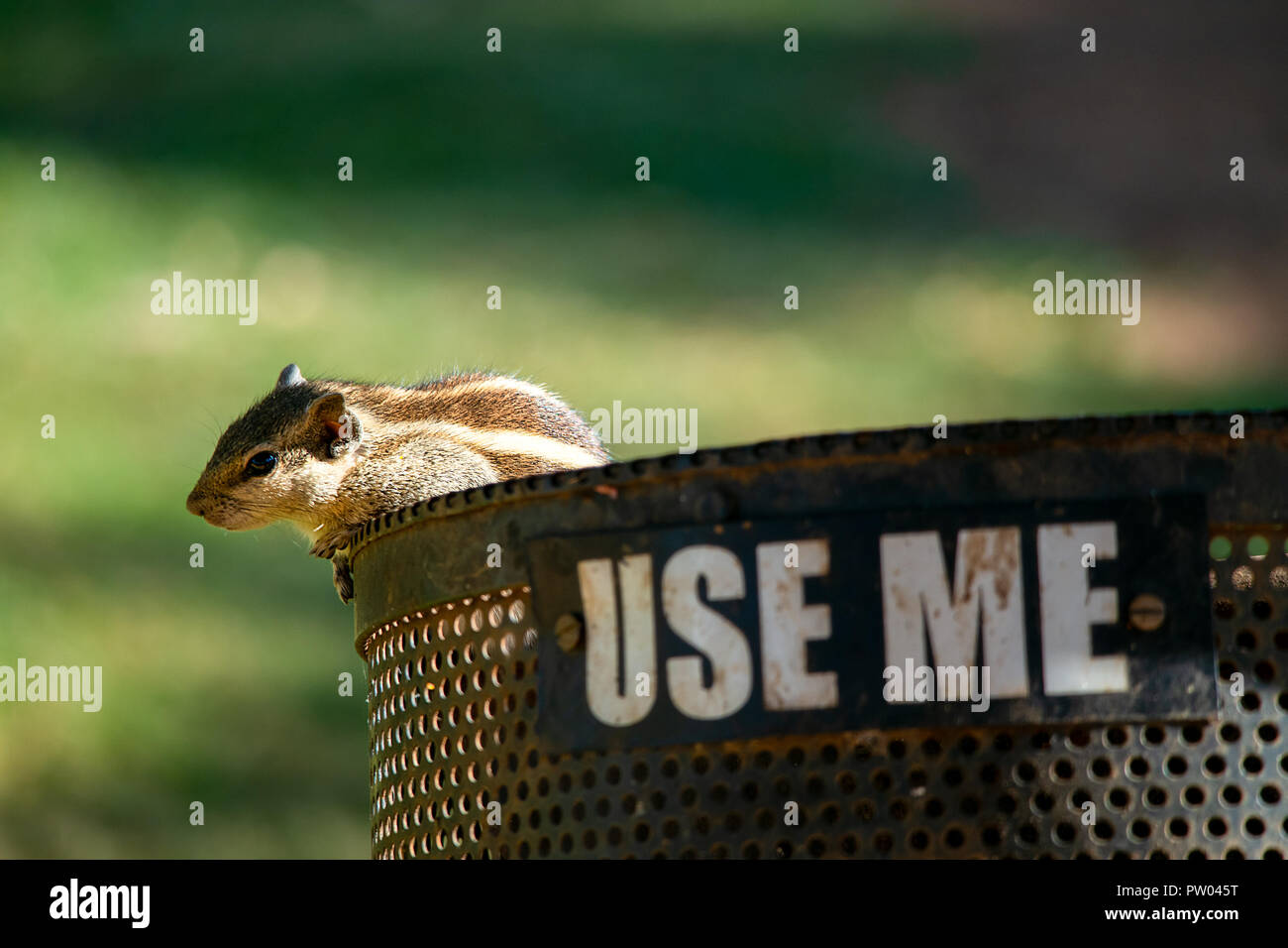 A three-striped palm squirrel, Funambulus palmarum appearing out of a park trash bin. Stock Photo