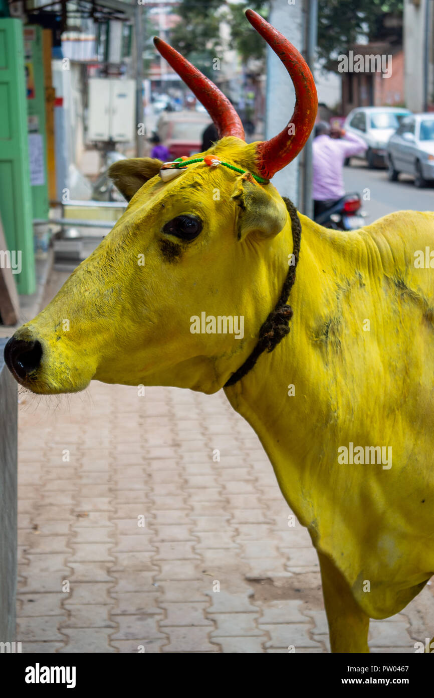 A sacred cow painted yellow during the indian holi colour festival wonders a street in india. Stock Photo