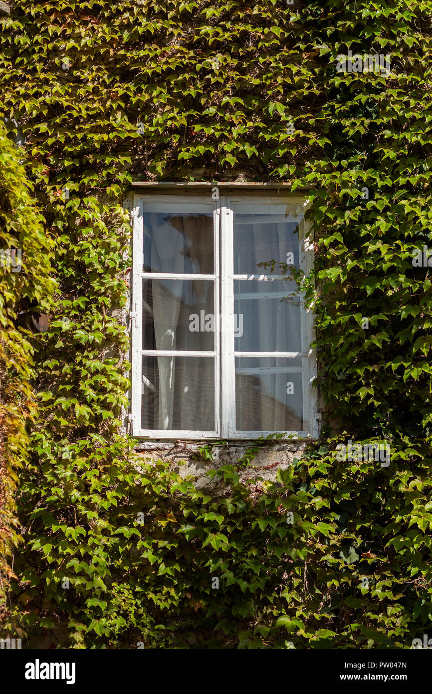 White window on a building completely covered in ivy Stock Photo