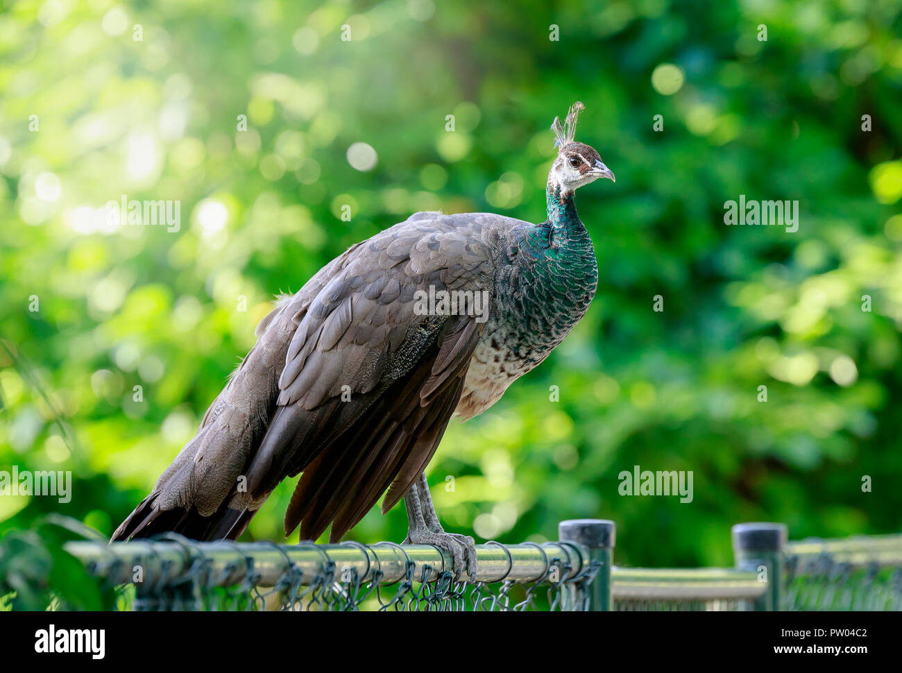 Closeup of a beautiful female, Indian peafowl or blue peafowl Pavo cristatus  peahen bird, perched on a fence in a green forest with bright sunlight a Stock Photo