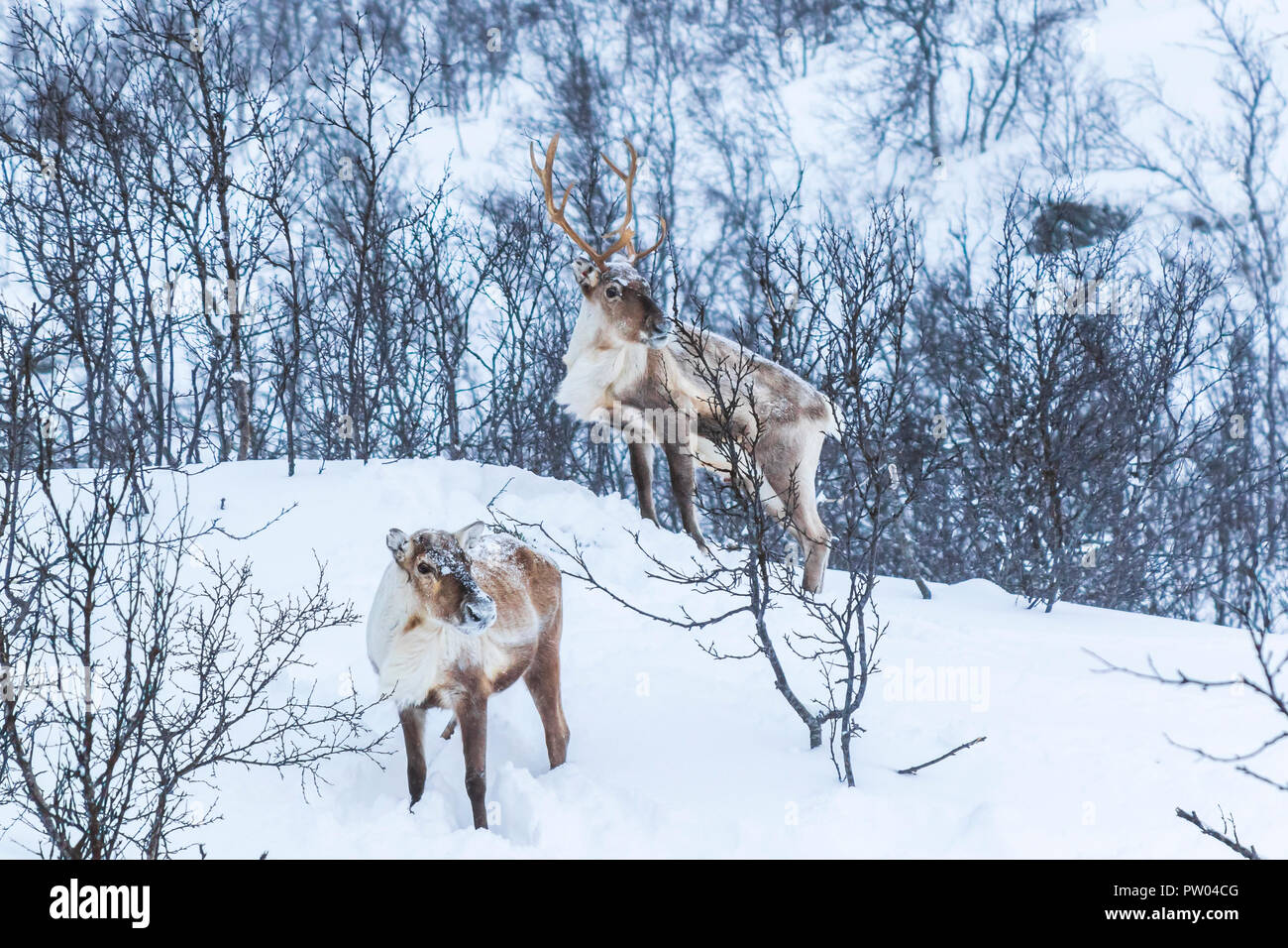 Scandinavian wild male and female reindeer or caribou standing in a forest with snow in the mountains during winter season. Stock Photo