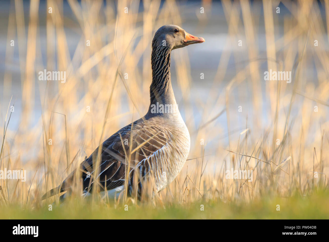 Greylag goose (Anser anser) resting in a meadow enjoying the warm sunlight during Springtime Stock Photo