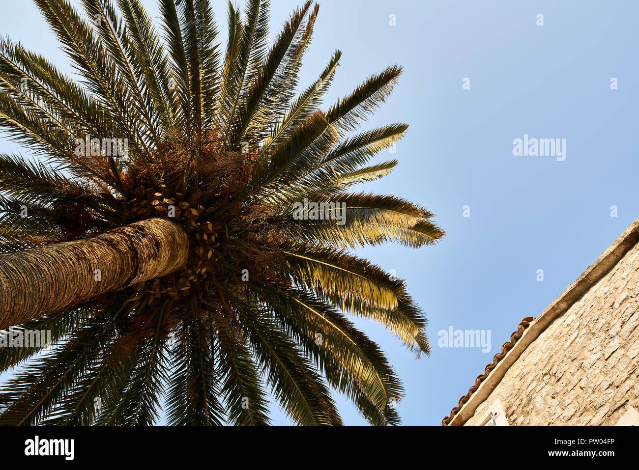 View from downward at the palm tree with green-brown leaves and a stone house on the blue sky background. Sun is shining on them. Horizontal. Stock Photo