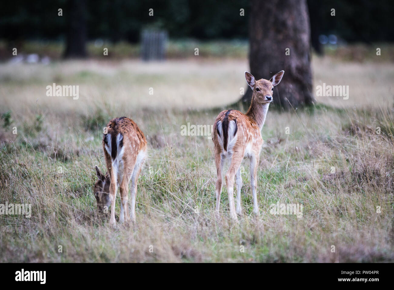 Deer in Bushy Park Stock Photo