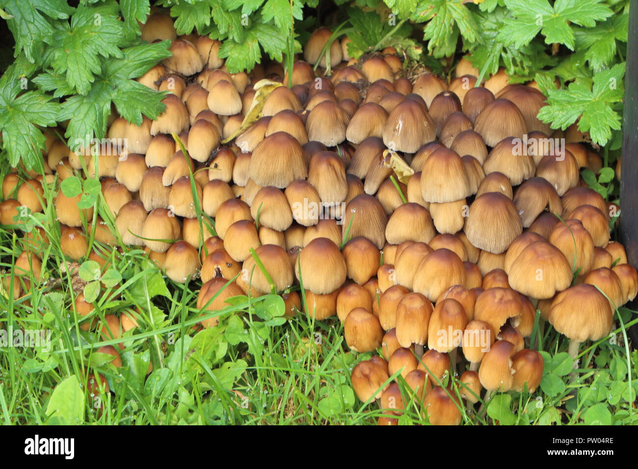 Glistening inkcap mushrooms in the grass of a garden during autumn Stock Photo