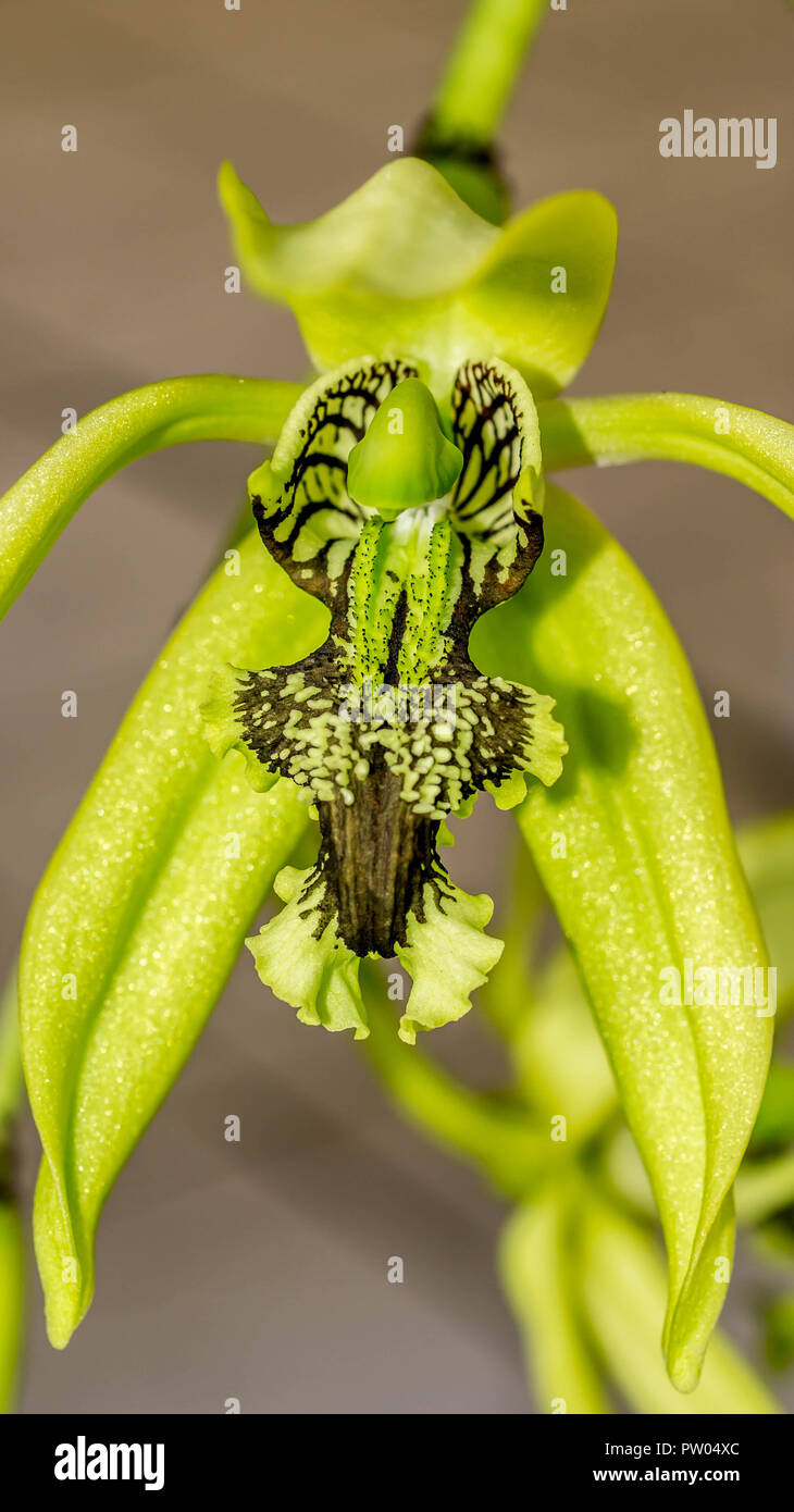 Closeup detail of Black Orchid flower Coelogyne pandurata. This endangered species is native to East Borneo, Indonesia Stock Photo