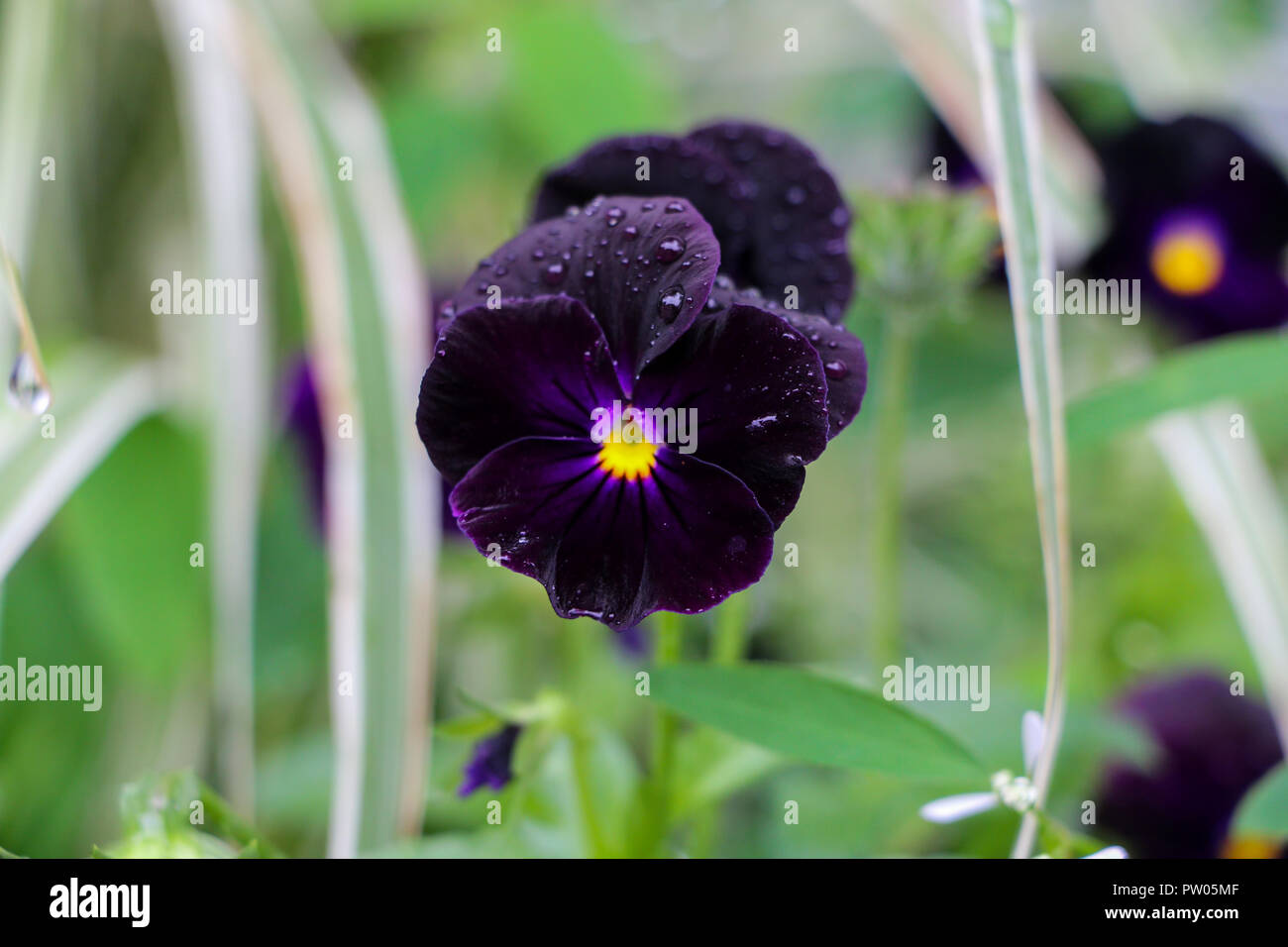 Flower Tattoos High Resolution Stock Photography And Images Alamy
