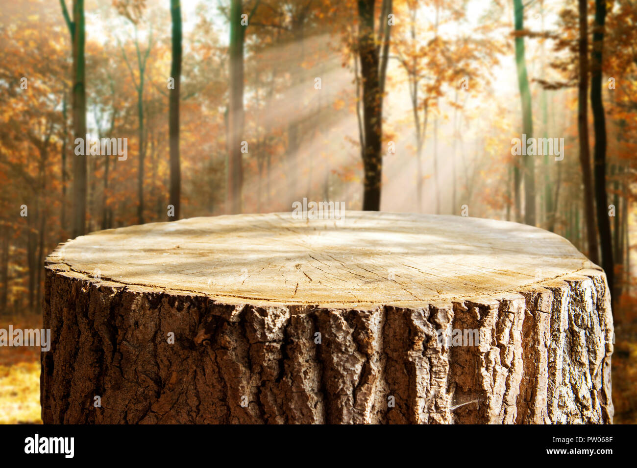 Empty tree trunk for display montags Stock Photo - Alamy
