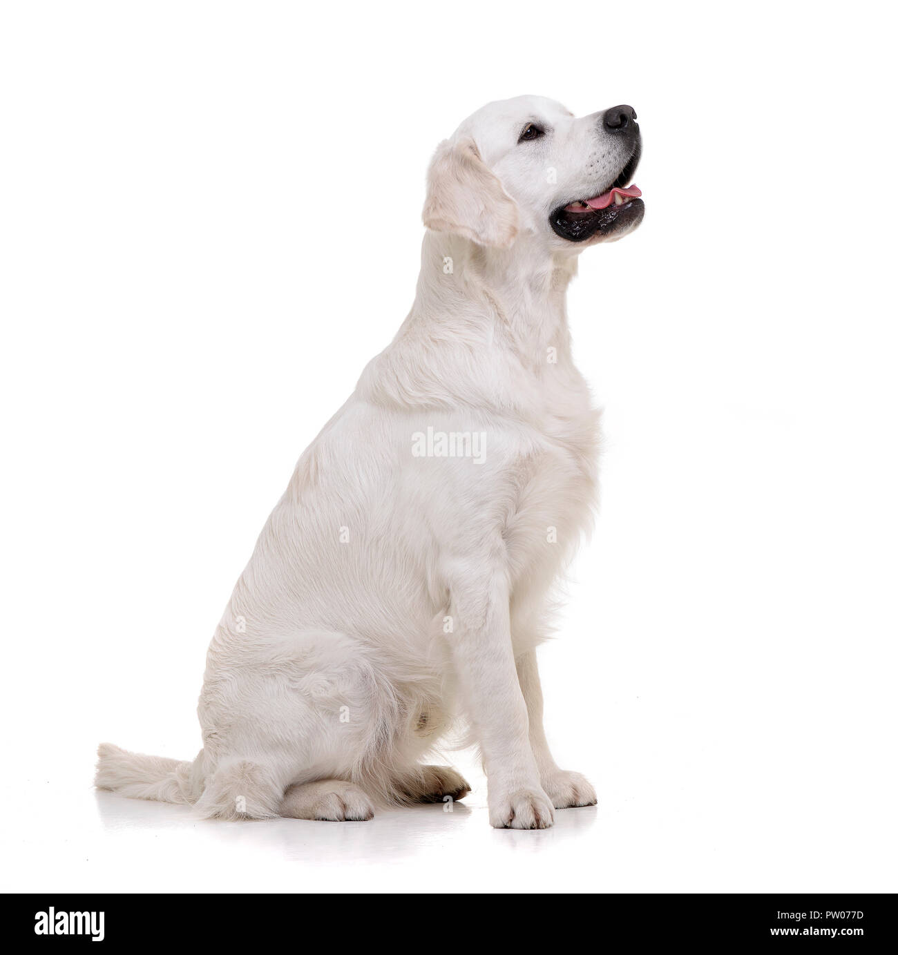 Golden retriever side view Cut Out Stock Images & Pictures - Alamy