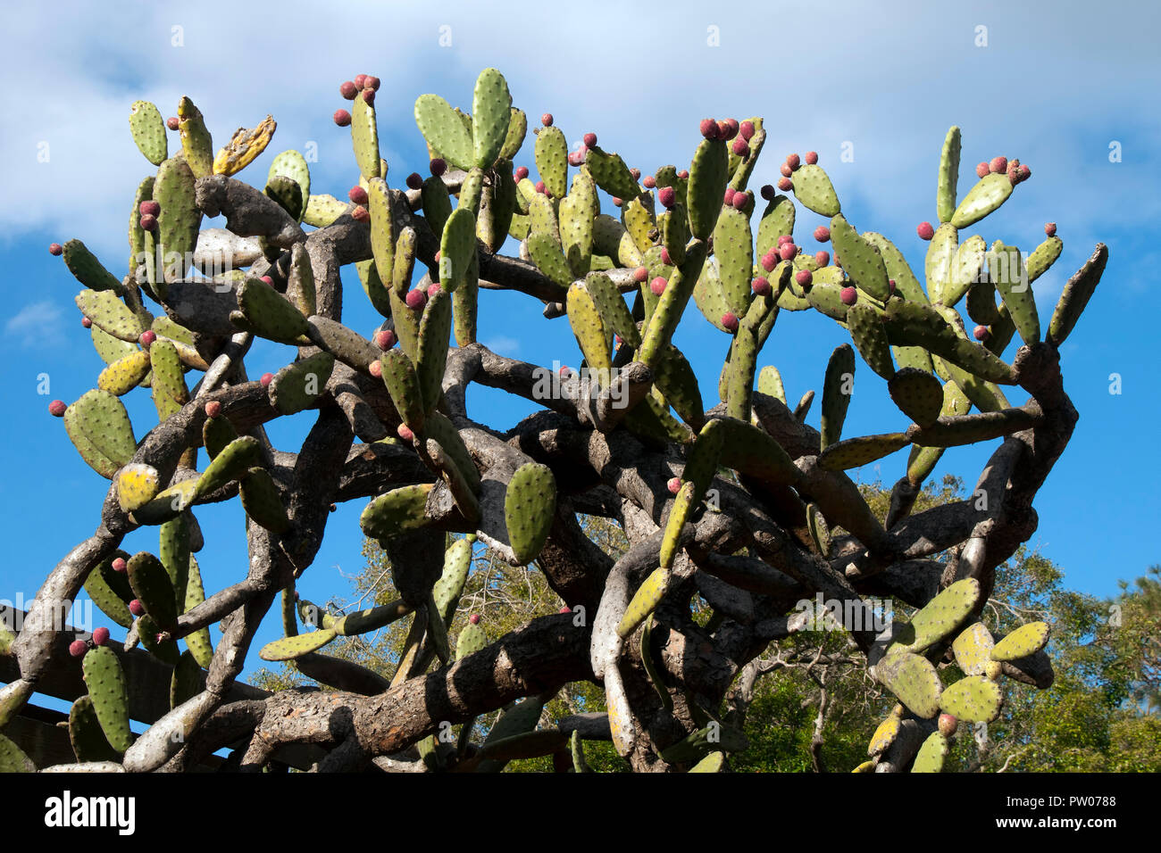 Sydney Australia, cactus tree with red fruit against blue sky Stock Photo -  Alamy