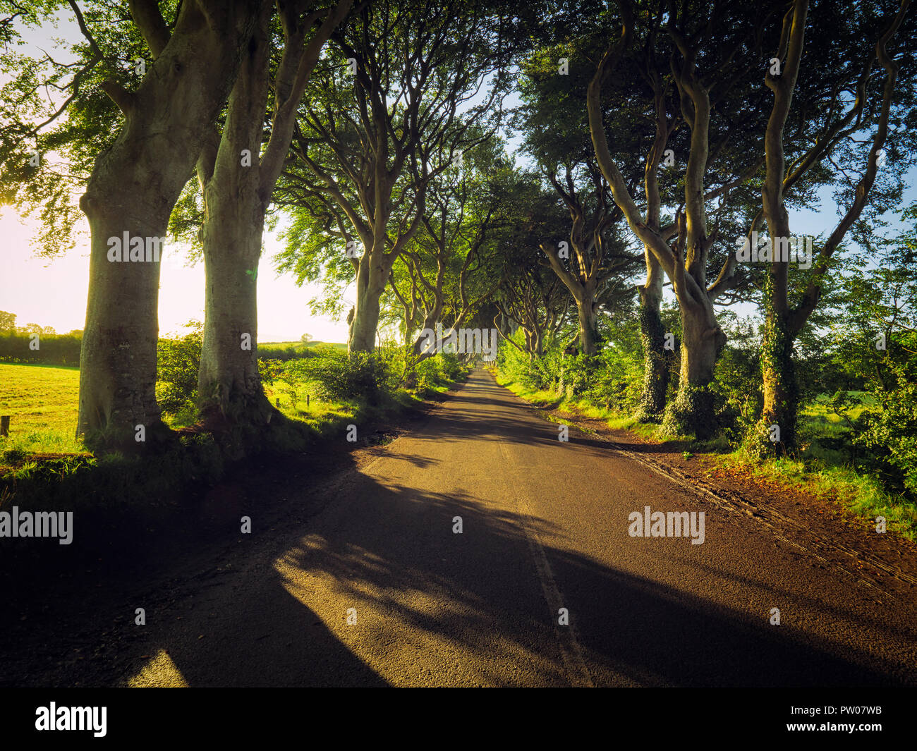 sunrise on dark hedge,Northern Ireland Stock Photo Alamy