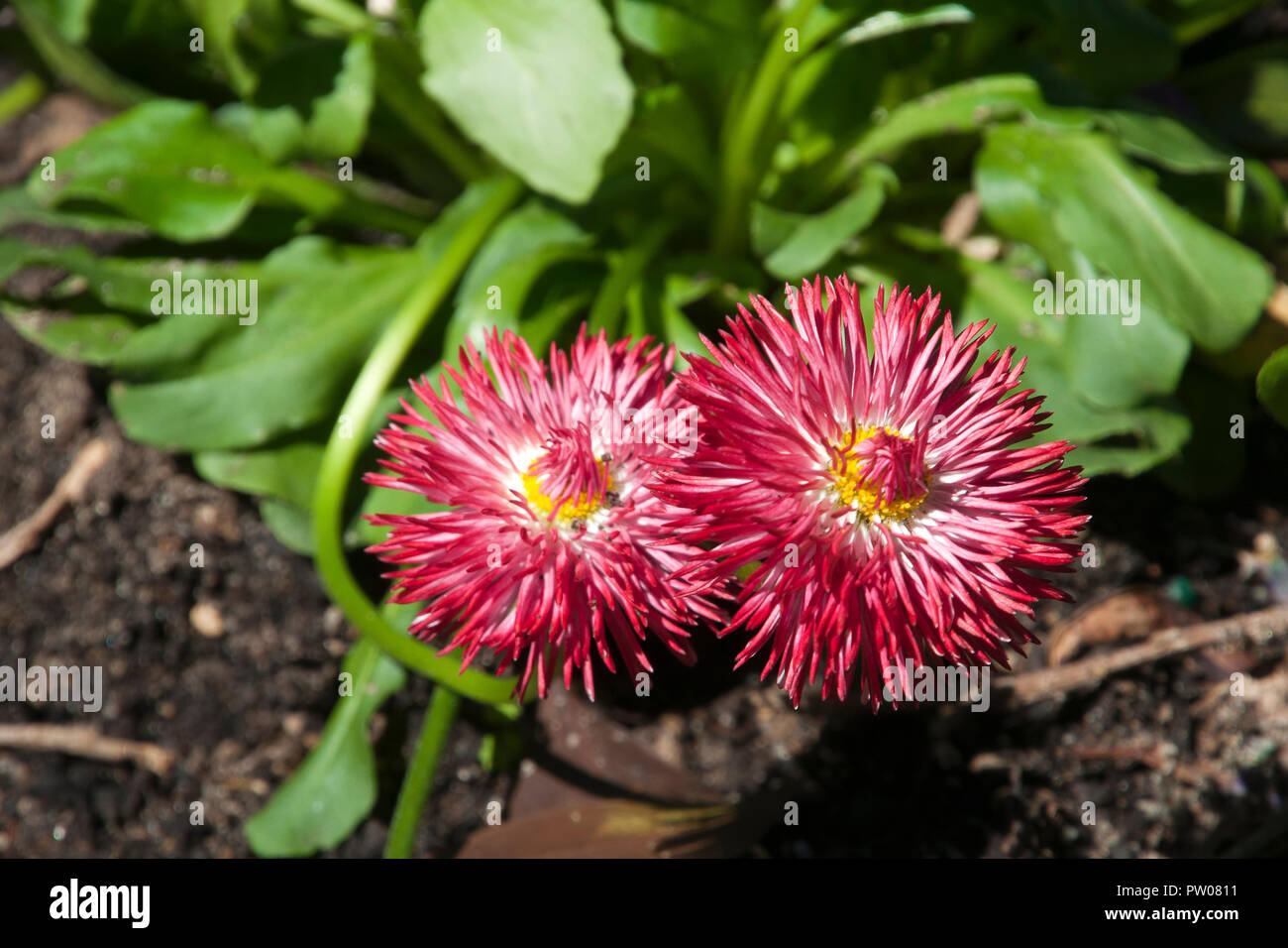 Sydney Australia, red flowering paper daisy plant Stock Photo Alamy